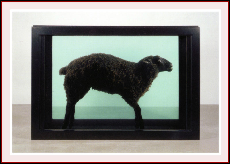 Black Sheep 2007